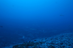 Carcharhinus amblyrhynchos