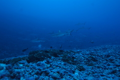 Carcharhinus amblyrhynchos