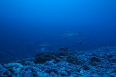Carcharhinus amblyrhynchos