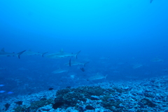 Carcharhinus amblyrhynchos