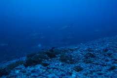 Carcharhinus amblyrhynchos