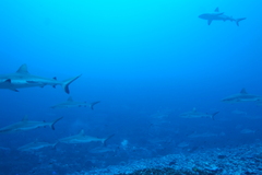 Carcharhinus amblyrhynchos