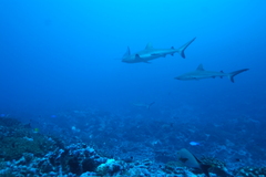 Carcharhinus amblyrhynchos