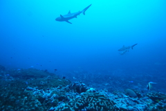 Carcharhinus amblyrhynchos