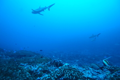 Carcharhinus amblyrhynchos