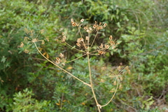 Ferula communis