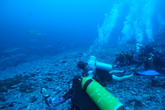 Carcharhinus amblyrhynchos