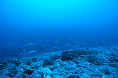 Carcharhinus amblyrhynchos