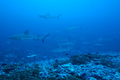 Carcharhinus amblyrhynchos
