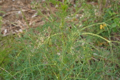 Ferula communis
