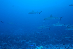 Carcharhinus amblyrhynchos