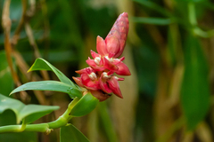 Costus spiralis