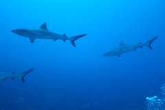 Carcharhinus amblyrhynchos
