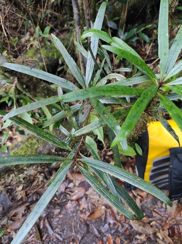 Brown pine (Podocarpus neriifolius)
