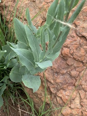 Senecio venosus