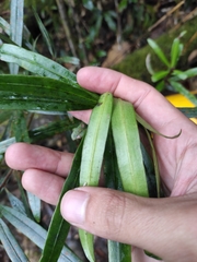 Podocarpus neriifolius