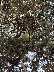 Myiopsitta monachus
