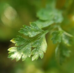Erysiphe heraclei