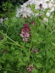 Fumaria officinalis