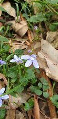 Lobelia trigonocaulis