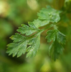 Erysiphe heraclei