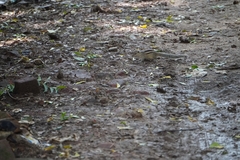 Funambulus palmarum