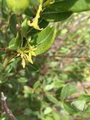 Cryptolepis oblongifolia