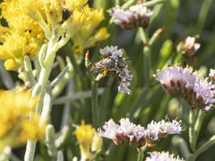 Lasioglossum viride