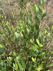 Cryptolepis oblongifolia