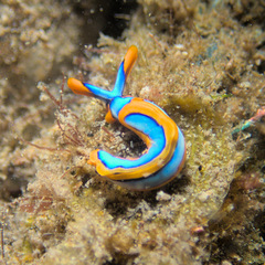 Thuridilla lineolata