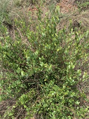 Cryptolepis oblongifolia