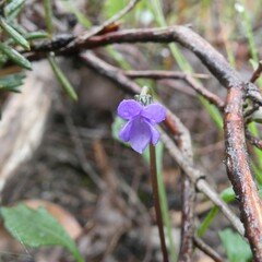 Viola sieberiana