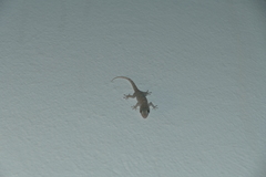 Tarentola gomerensis