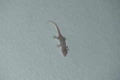 Tarentola gomerensis