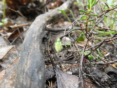Viola sieberiana