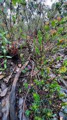 Viola sieberiana