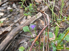Viola sieberiana