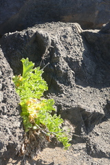 Astydamia latifolia