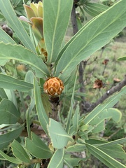 Protea