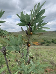 Protea