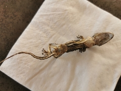 Tarentola mauritanica