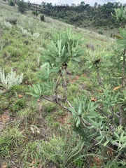 Protea