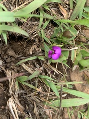 Polygala transvaalensis