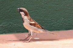 Passer domesticus indicus