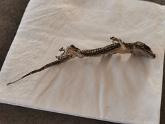 Tarentola mauritanica