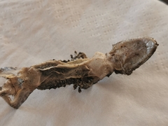 Tarentola mauritanica