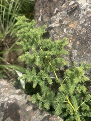 Asparagus devenishii