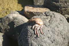 Grapsus adscensionis