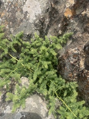 Asparagus devenishii