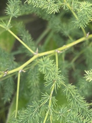 Asparagus devenishii